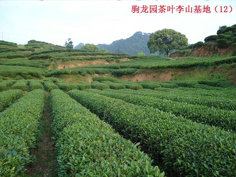 农场风光-基地环境5
